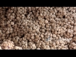 Garlic at Market 1 2261